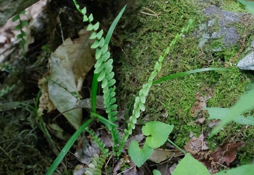 Fern on stump