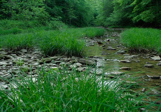 Upstream, Glady Creek