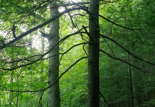 American Beech and Hemlock