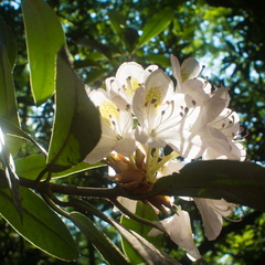 Rhododendron