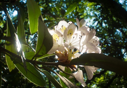 Rhododendron