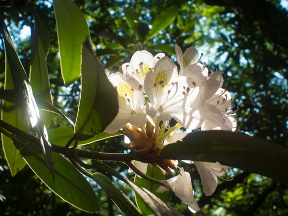 Rhododendron