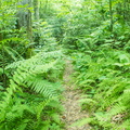 Trail