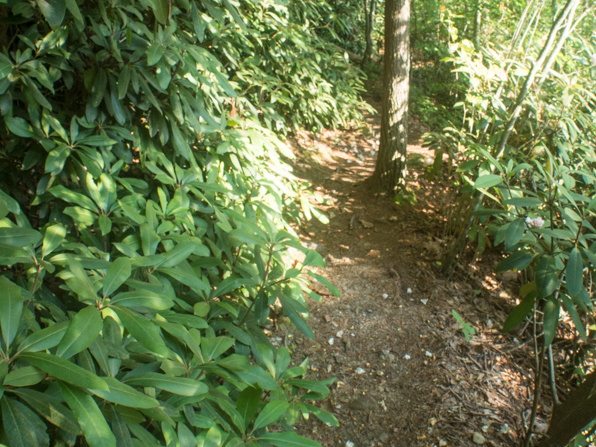 Trail with petal litter