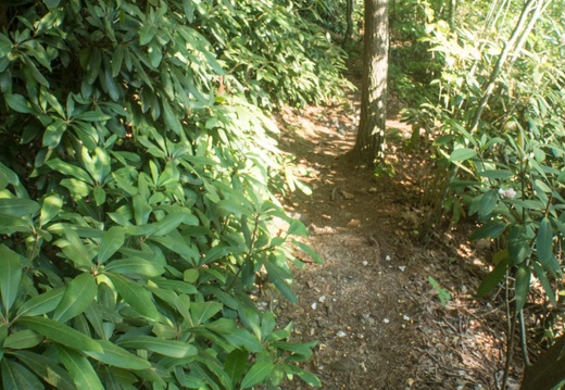Trail with petal litter