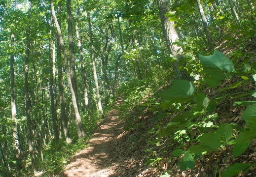 Twin Knobs Summit Trail