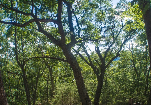 Twin Knobs Summit old trees