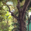 Trees of Old San Juan