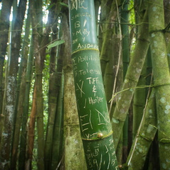 El Yunque National Forest