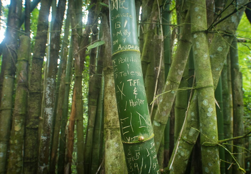 El Yunque National Forest