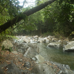 El Yunque National Forest