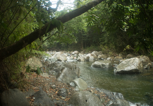 El Yunque National Forest