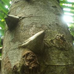 El Yunque National Forest