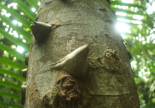 El Yunque National Forest