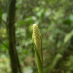 El Yunque National Forest