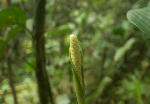 El Yunque National Forest