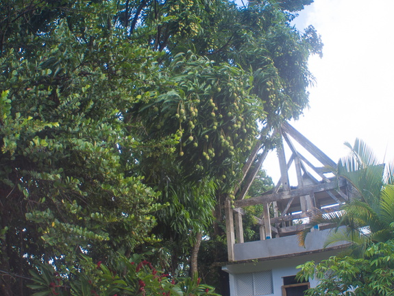 Fruits of the rain forest and the Old Machete Trail
