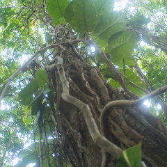 El Yunque National Forest