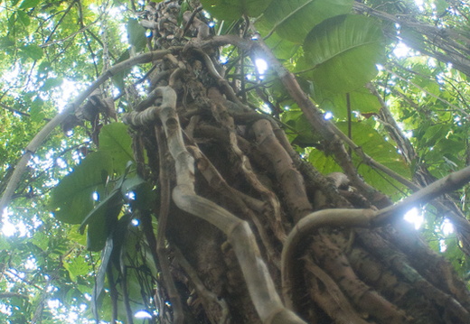 El Yunque National Forest