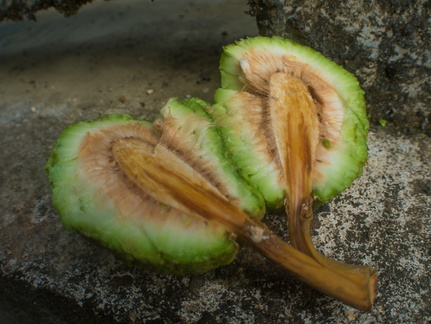 Fruits of the rain forest and the Old Machete Trail