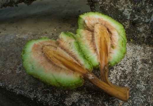 Fruits of the rain forest and the Old Machete Trail