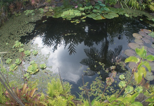 Fruits of the rain forest and the Old Machete Trail