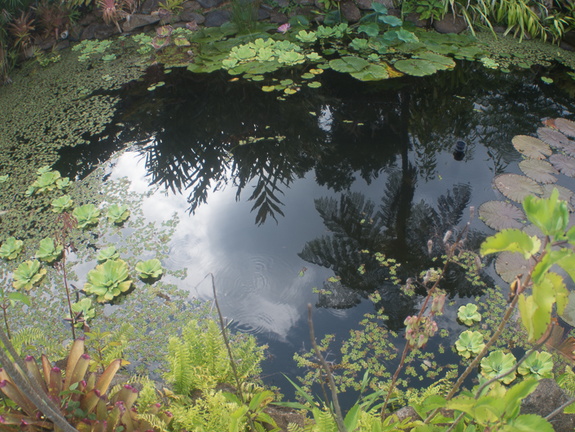 Fruits of the rain forest and the Old Machete Trail