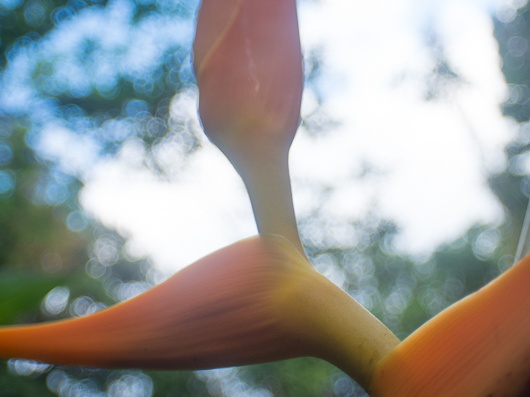 Fruits of the rain forest and the Old Machete Trail