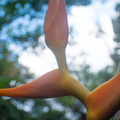 Fruits of the rain forest and the Old Machete Trail