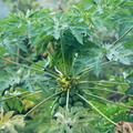 Fruits of the rain forest and the Old Machete Trail