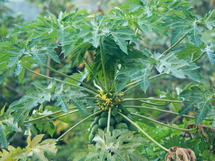 Fruits of the rain forest and the Old Machete Trail