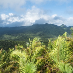 Mt. Britton, El Yunque National Forest