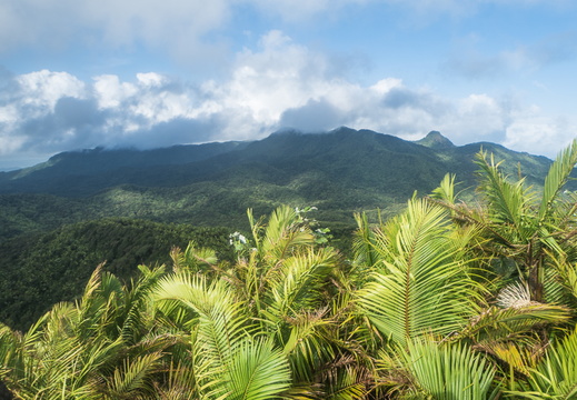 Mt. Britton, El Yunque National Forest