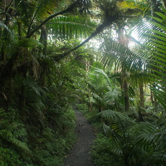 El Yunque National Forest