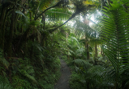 El Yunque National Forest