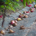 Fruits of the rain forest and the Old Machete Trail