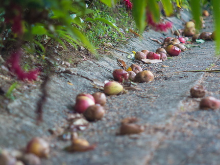 Fruits of the rain forest and the Old Machete Trail