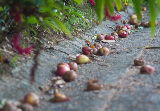 Fruits of the rain forest and the Old Machete Trail