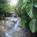 Fruits of the rain forest and the Old Machete Trail