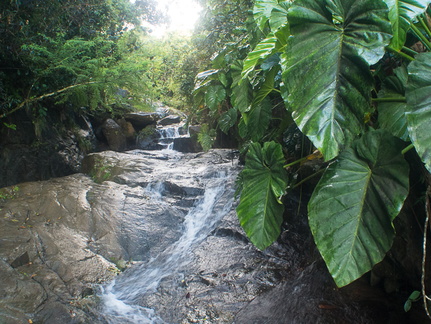 Fruits of the rain forest and the Old Machete Trail