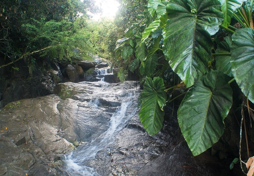 Fruits of the rain forest and the Old Machete Trail