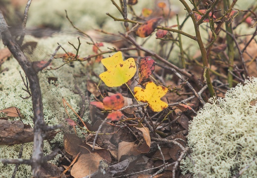 Autumn in the Daniel Boone