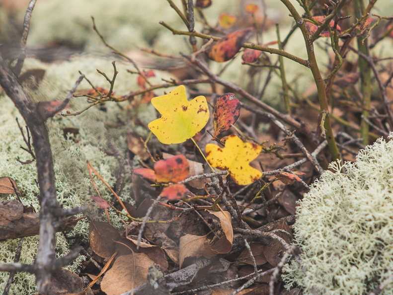 Autumn in the Daniel Boone