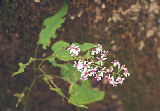 Autumn in the Daniel Boone