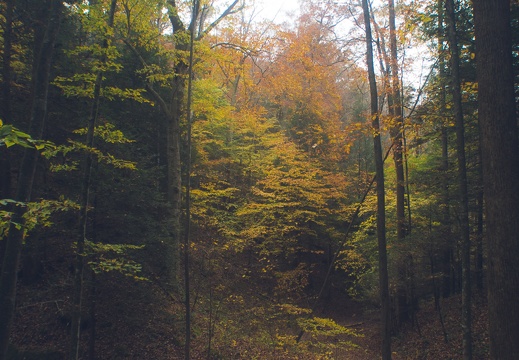 Autumn in the Daniel Boone