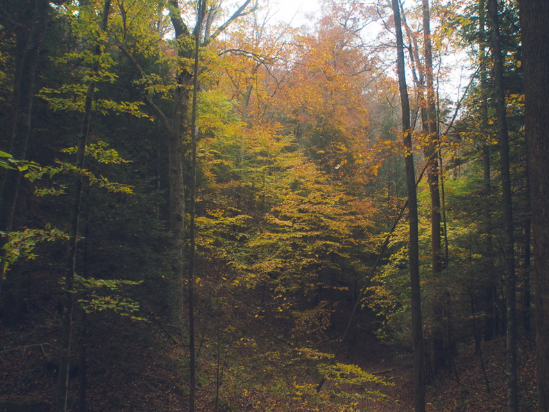 Autumn in the Daniel Boone