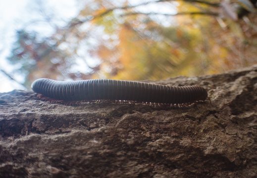 Autumn in the Daniel Boone