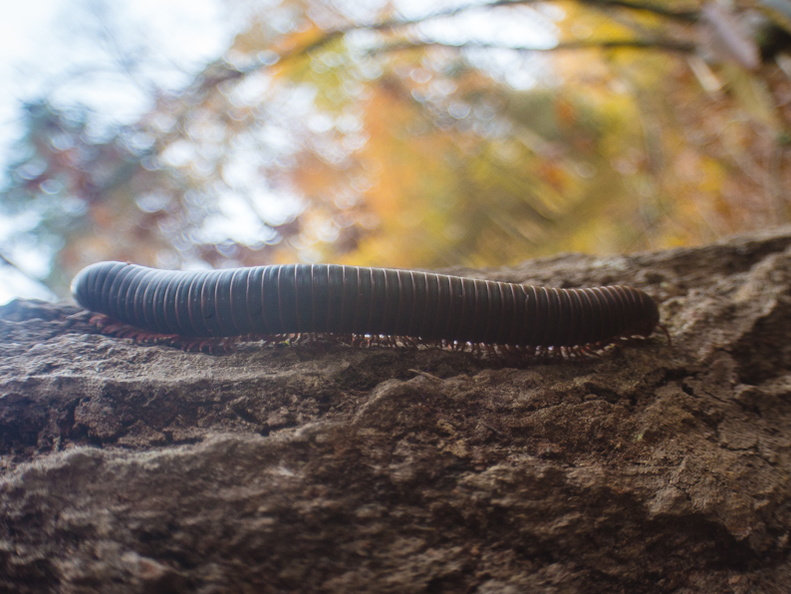 Autumn in the Daniel Boone