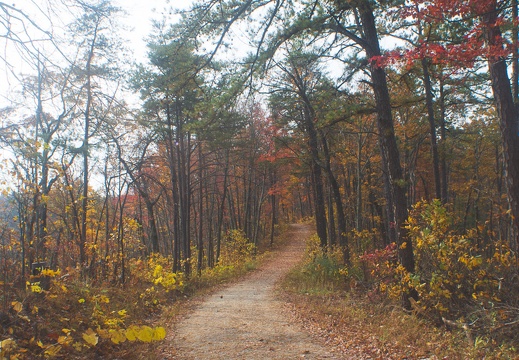 Autumn in the Daniel Boone