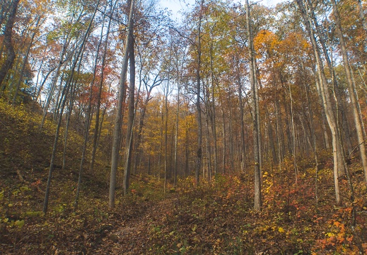 Autumn in the Daniel Boone